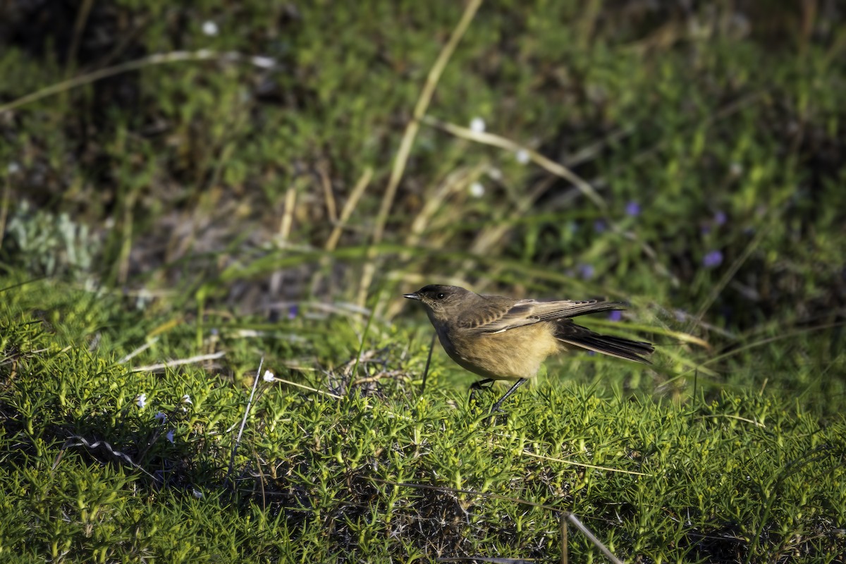 Dormilon à ventre roux - ML647030998