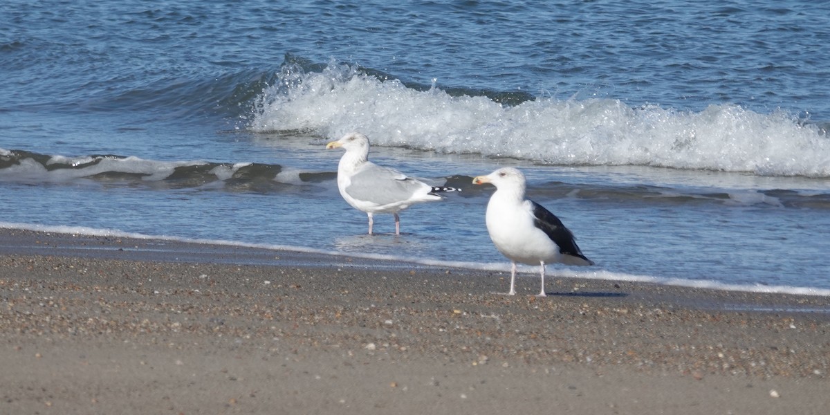 Great Black-backed Gull - ML647031000