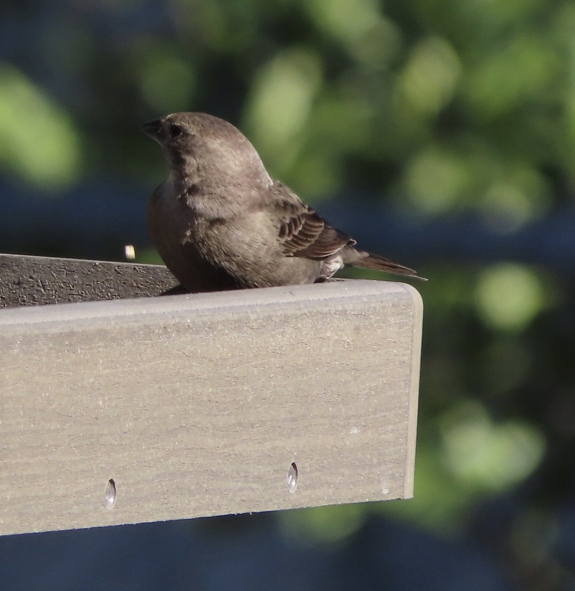 Braunkopf-Kuhstärling - ML647031011