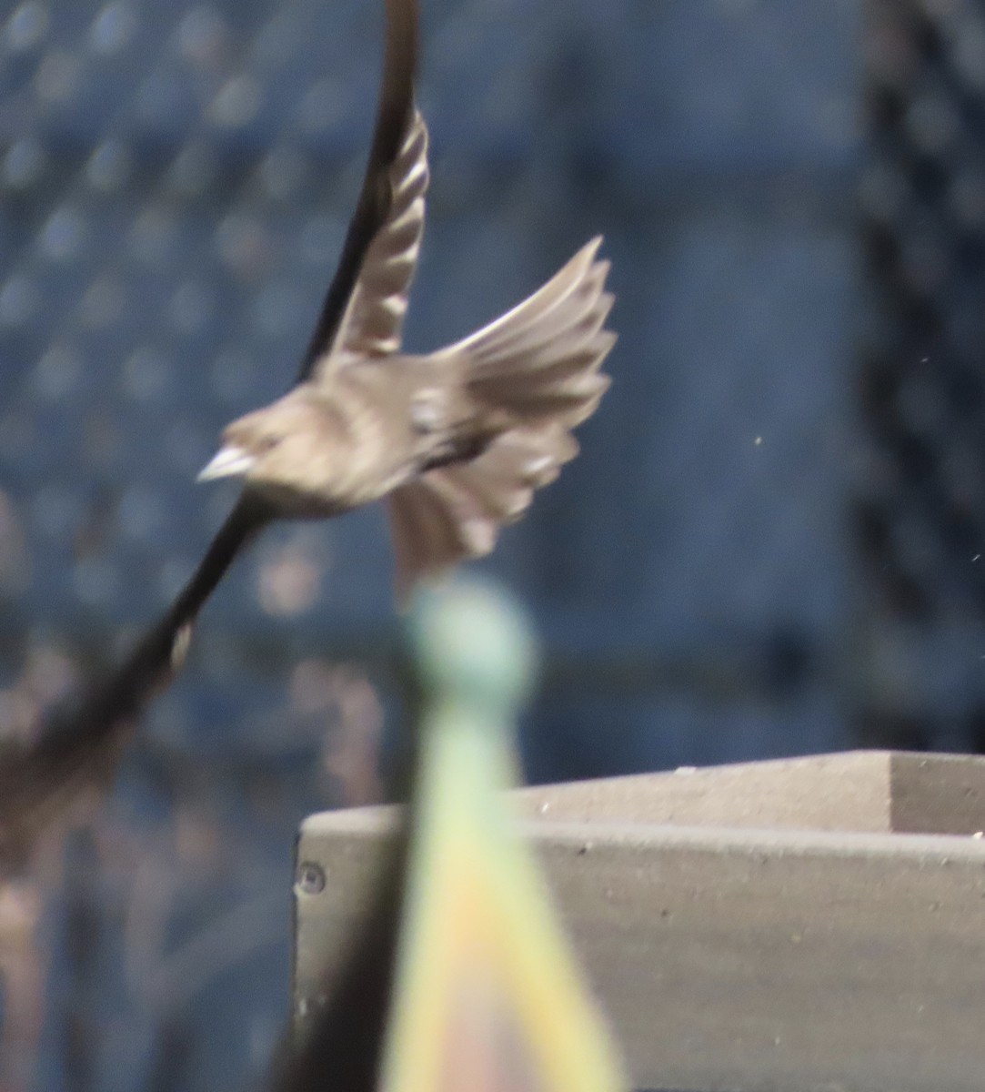 Braunkopf-Kuhstärling - ML647031012