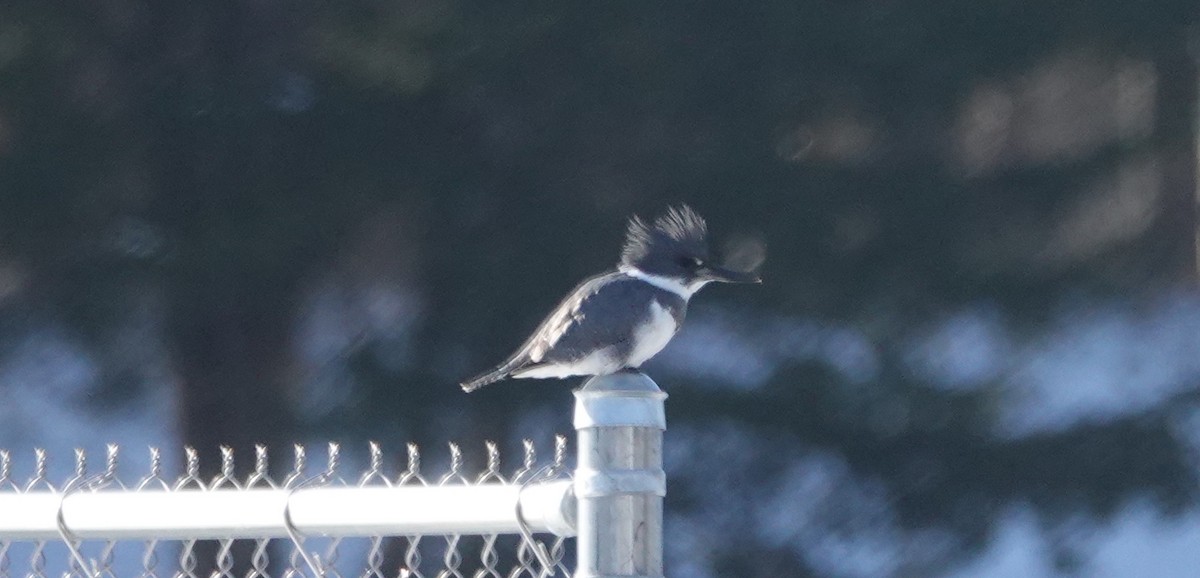 Belted Kingfisher - ML647031015