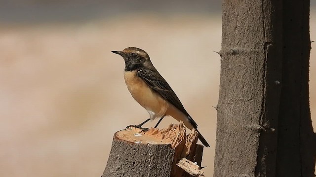 Кам'янка лиса - ML647031021