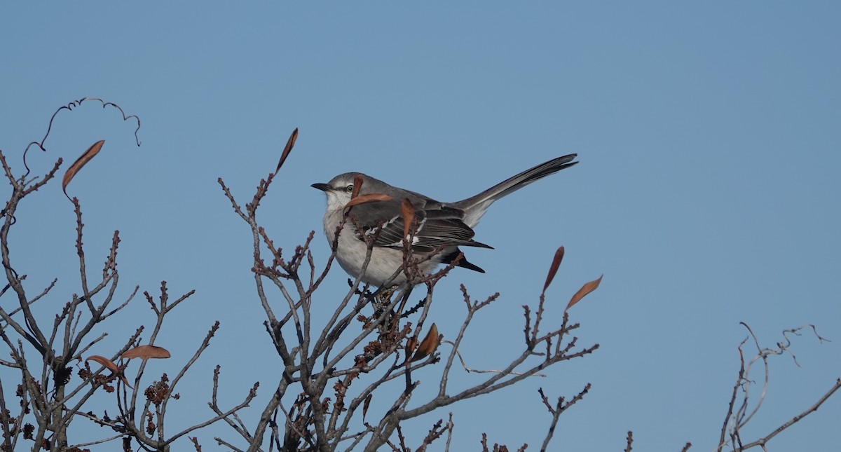 Northern Mockingbird - ML647031022