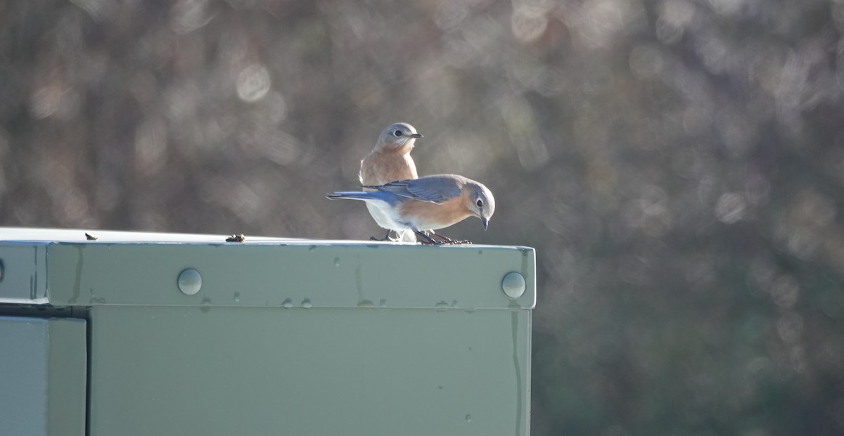 Eastern Bluebird - ML647031030