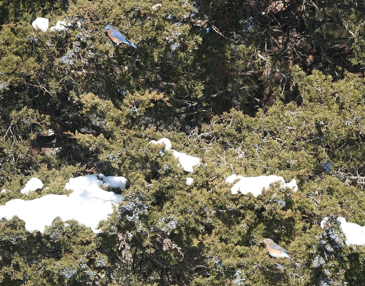 Eastern Bluebird - ML647031034