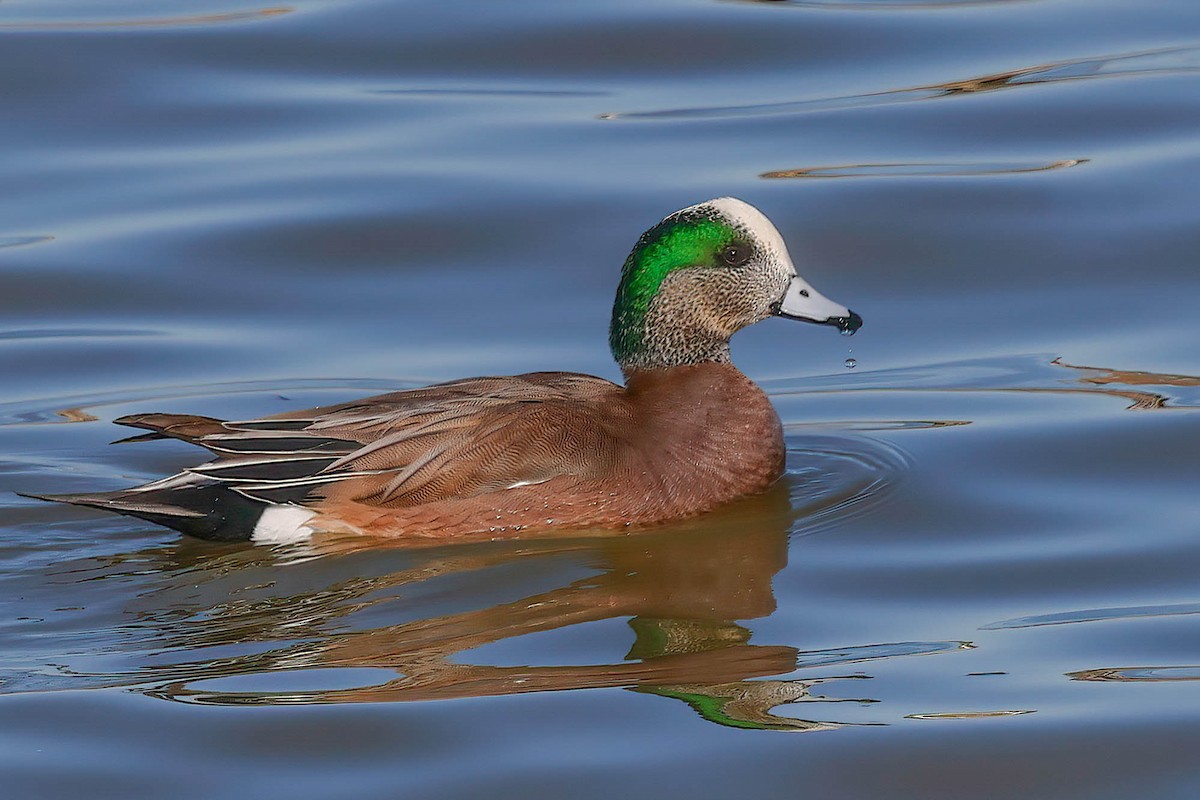 Свищ американський - ML647031035