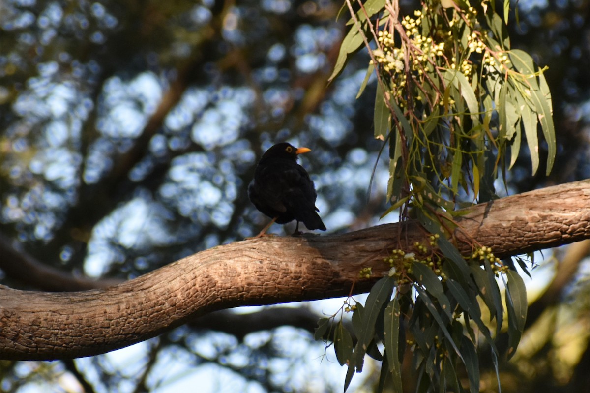 Eurasian Blackbird - ML647031045