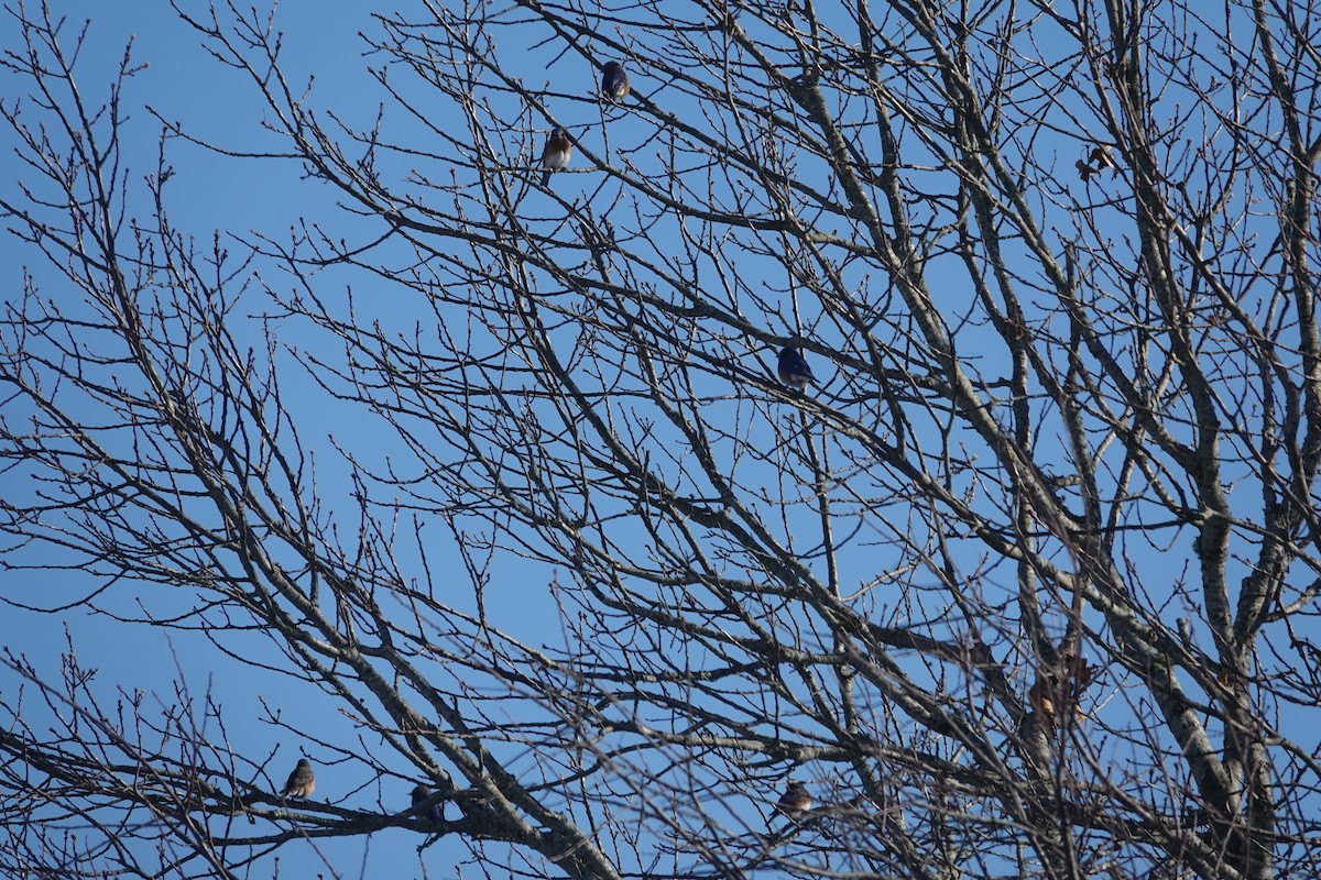 Eastern Bluebird - ML647031049