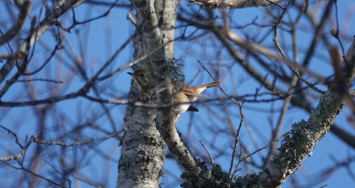 Hermit Thrush - ML647031061