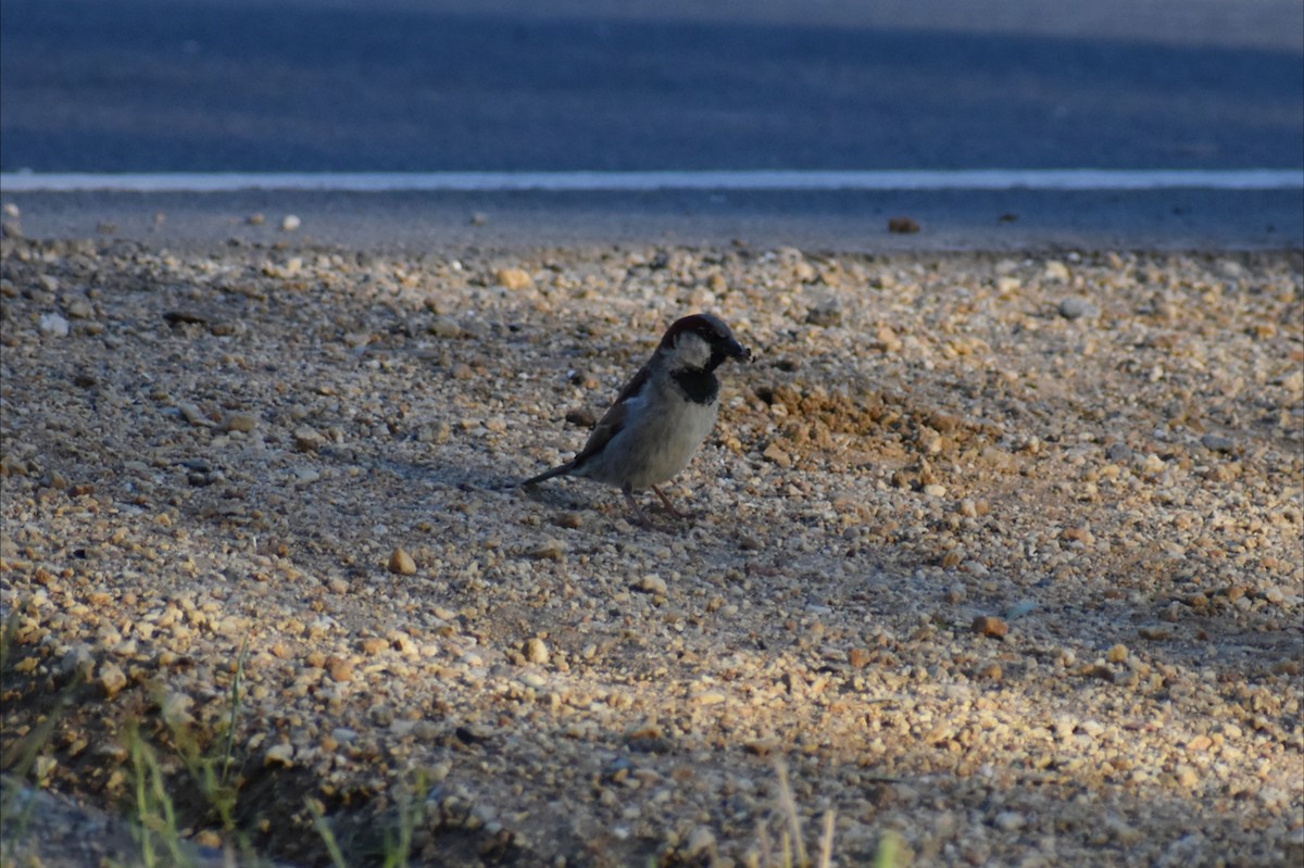 Gorrión Común - ML647031062