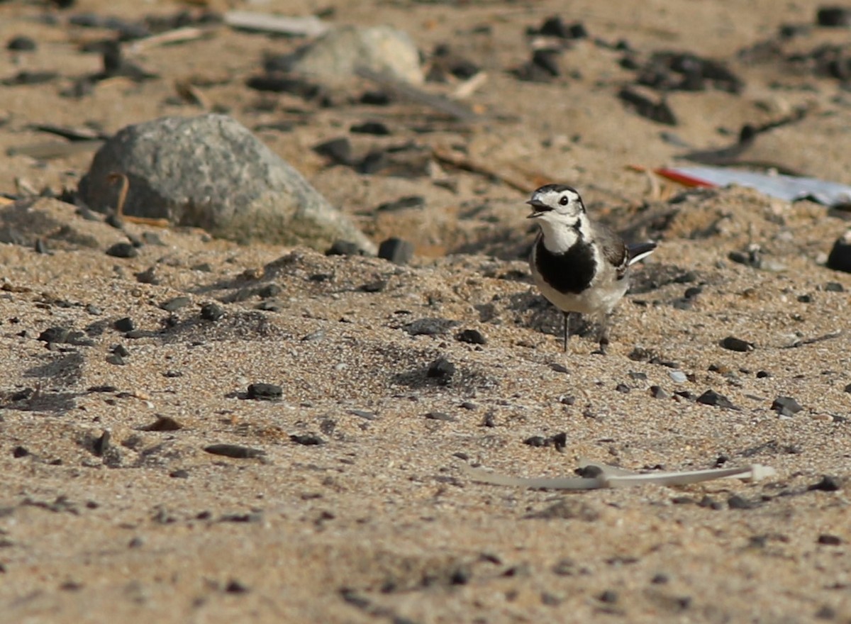 Плиска біла (підвид alba/dukhunensis) - ML647031065