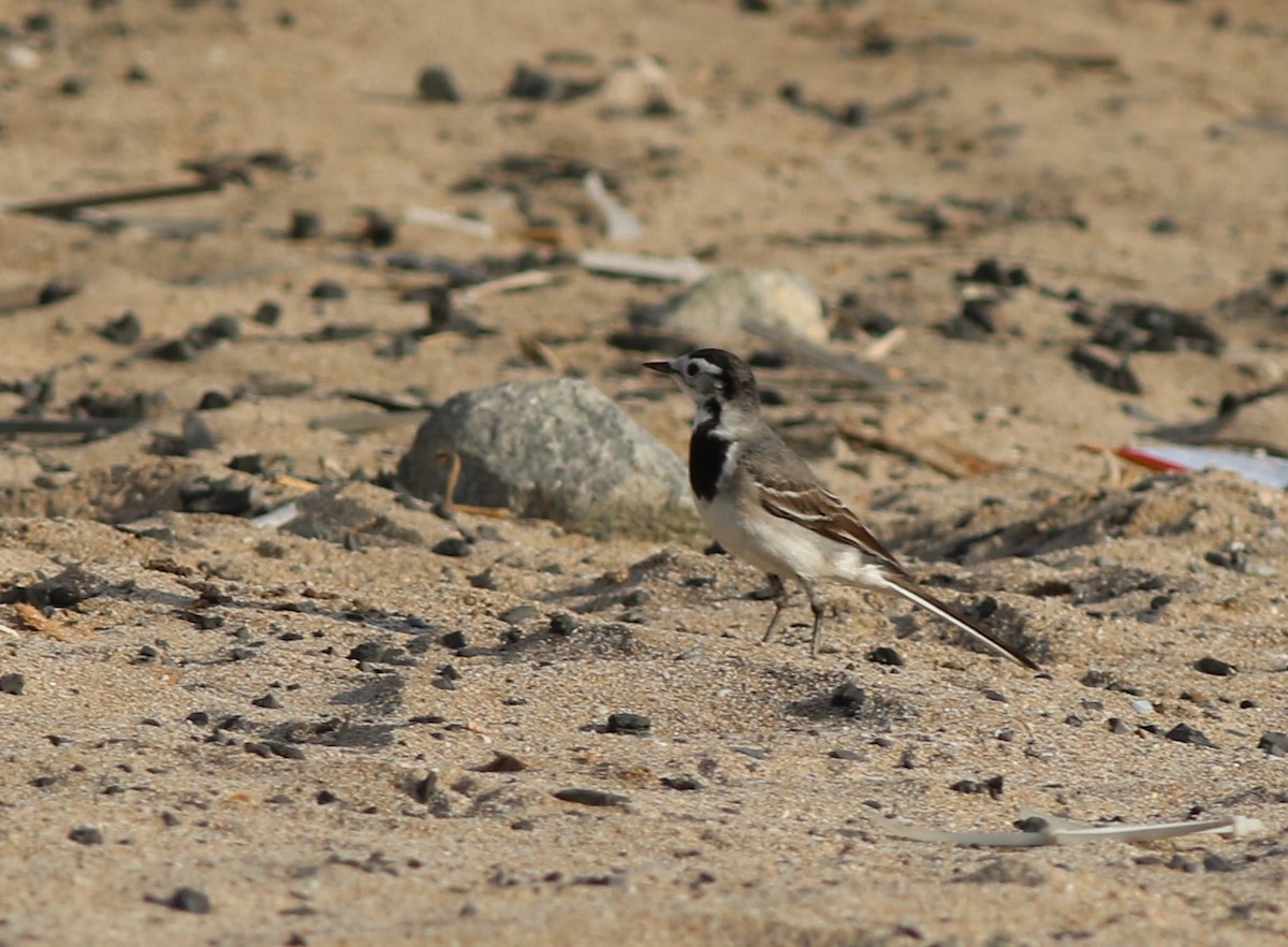 Плиска біла (підвид alba/dukhunensis) - ML647031066
