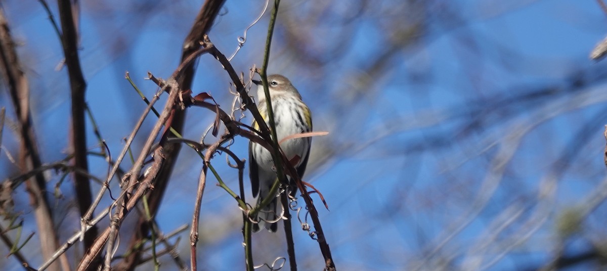 Yellow-rumped Warbler - ML647031071