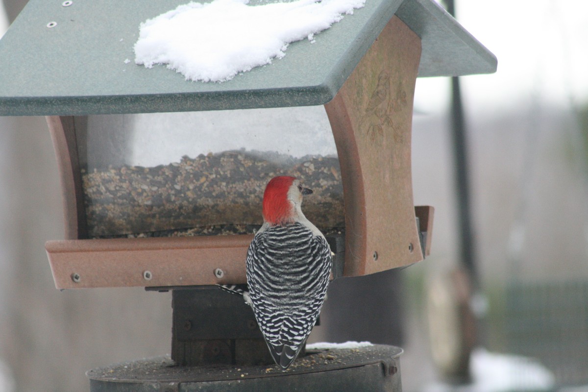 シマセゲラ - ML647031073