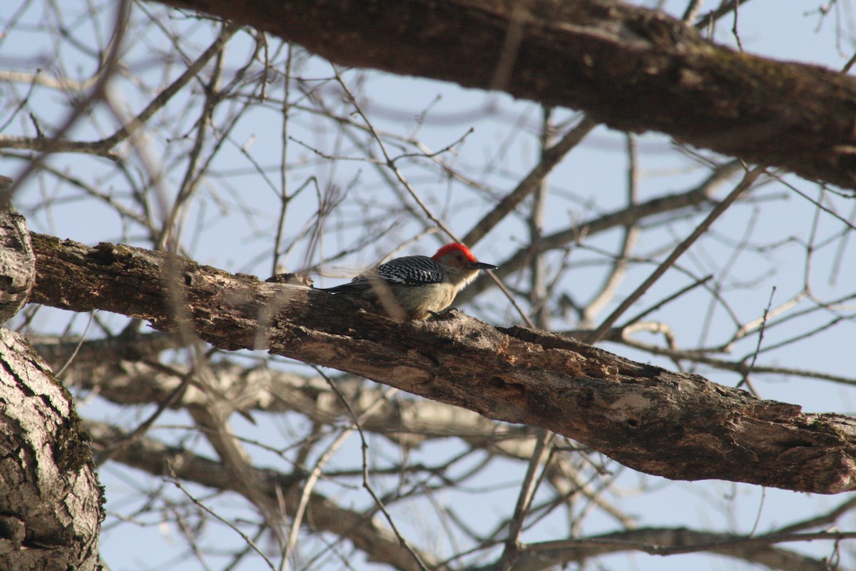 シマセゲラ - ML647031074