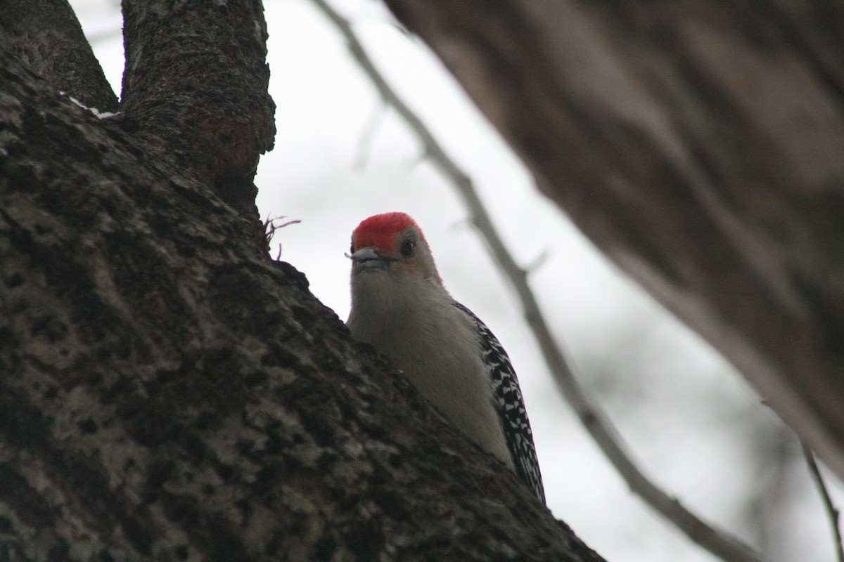 シマセゲラ - ML647031075