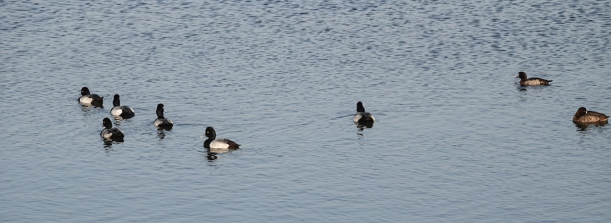 Lesser Scaup - ML647031095