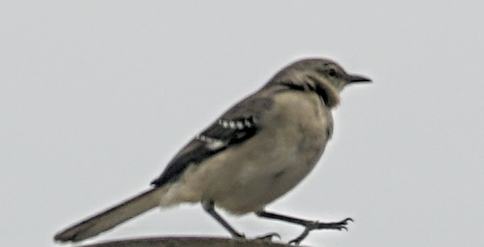 Northern Mockingbird - ML647031096