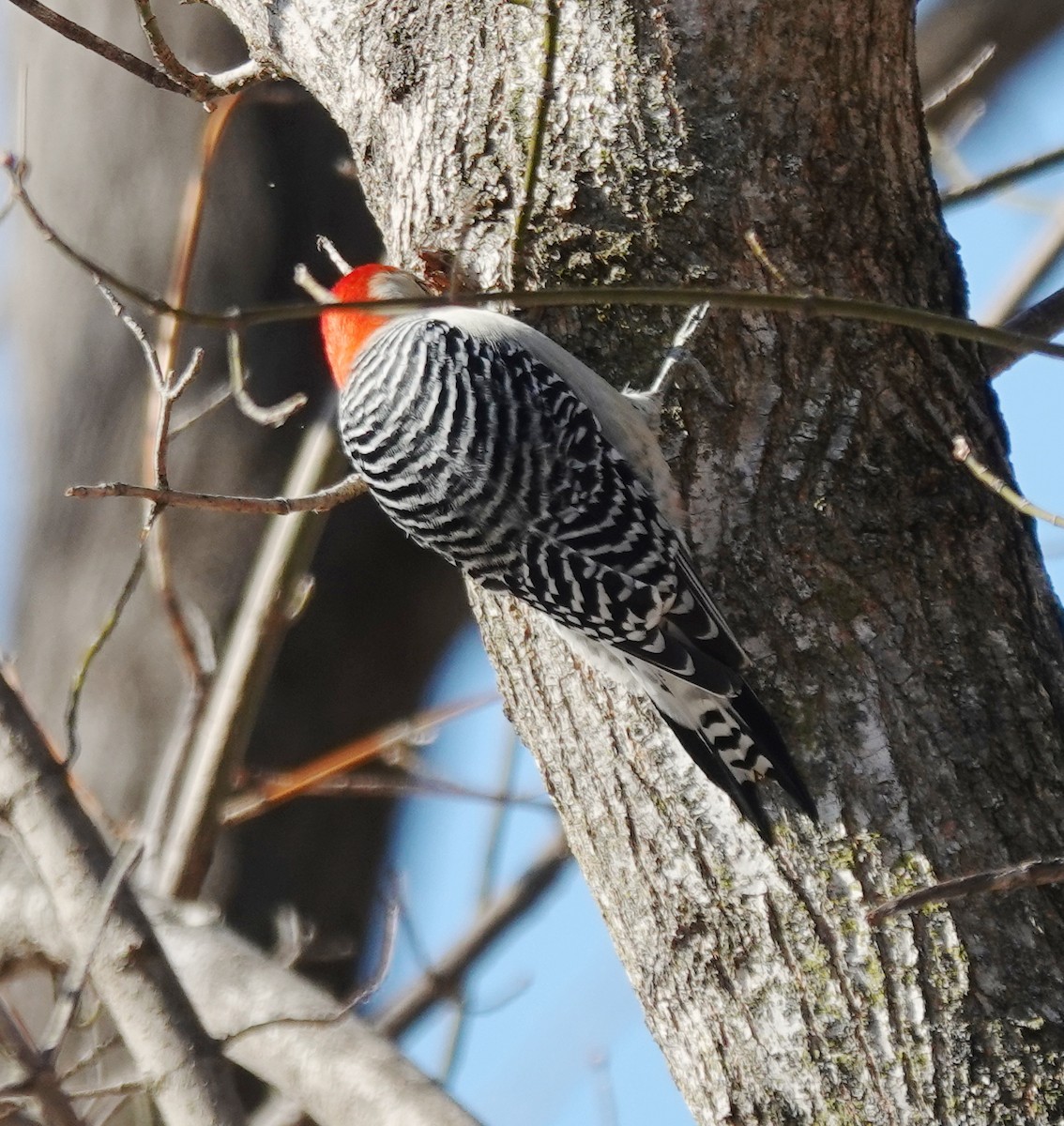 シマセゲラ - ML647031110