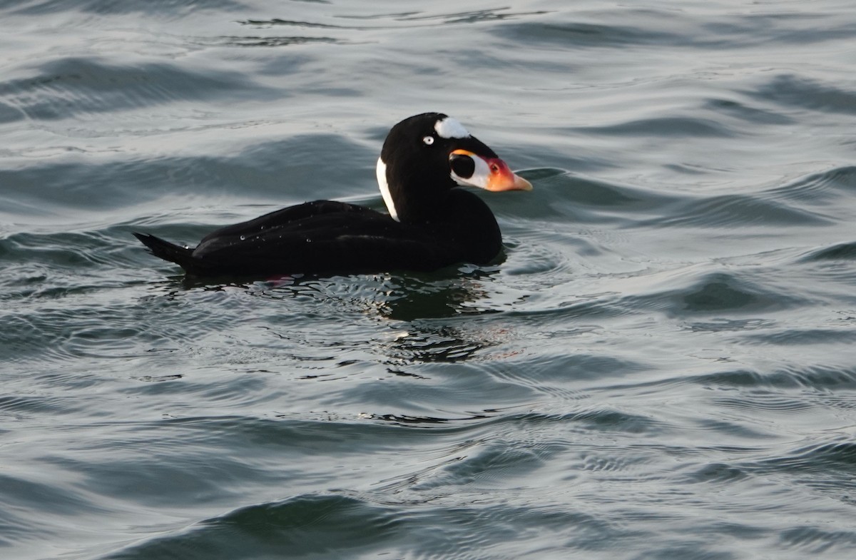 Yamalı Ördek - ML647031117