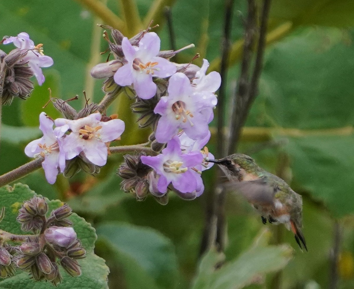 Beautiful Hummingbird - ML647031118