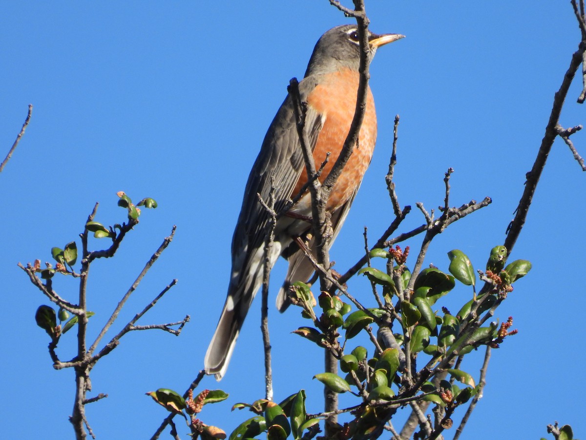 Merle d'Amérique - ML647031120