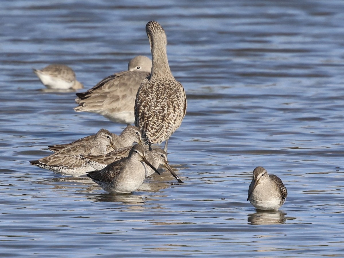 Short-billed Dowitcher - ML647031129