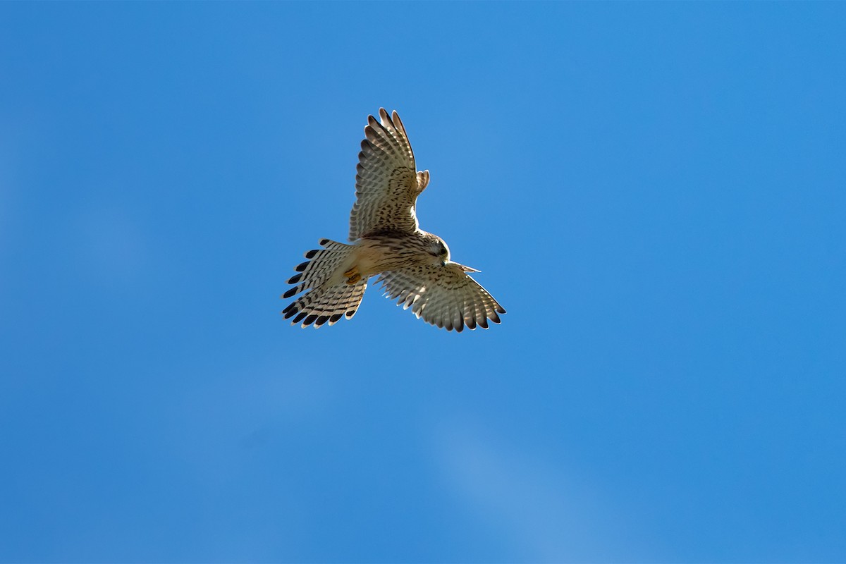 Eurasian Kestrel - ML647031135