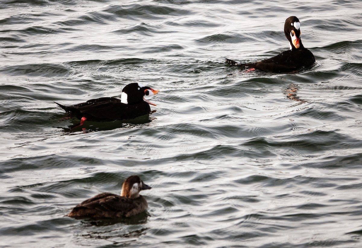 Yamalı Ördek - ML647031137