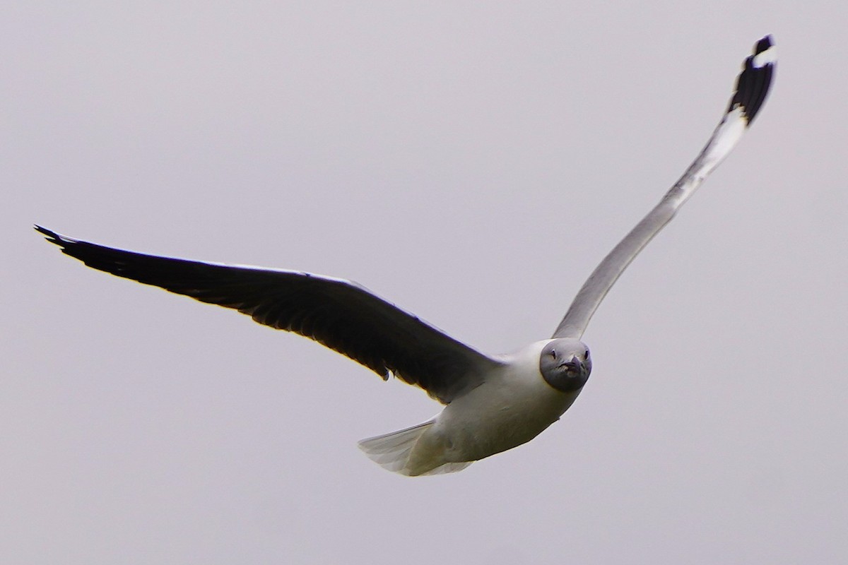 Gray-hooded Gull - ML647031146
