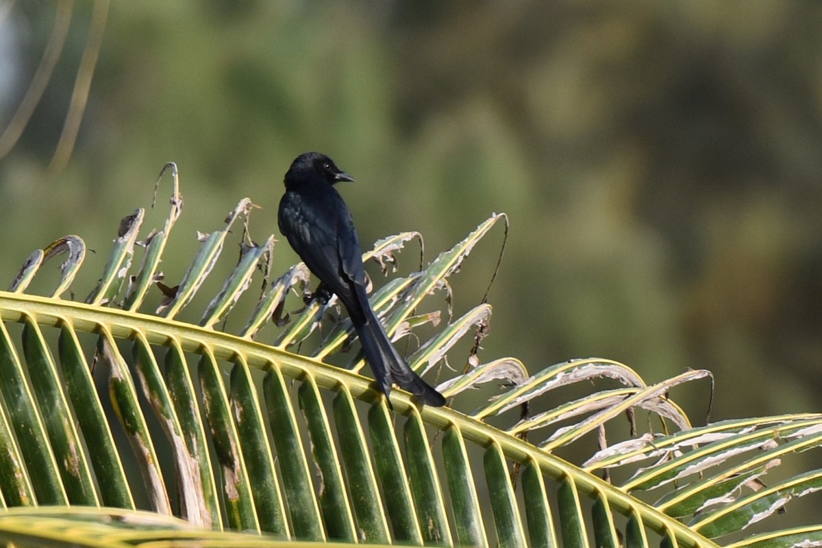 Black Drongo - ML647031153