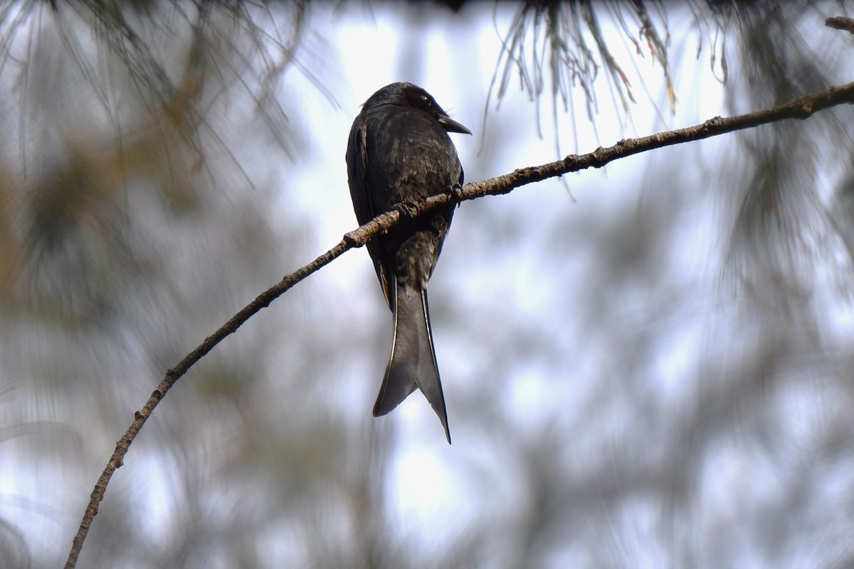 Black Drongo - ML647031156