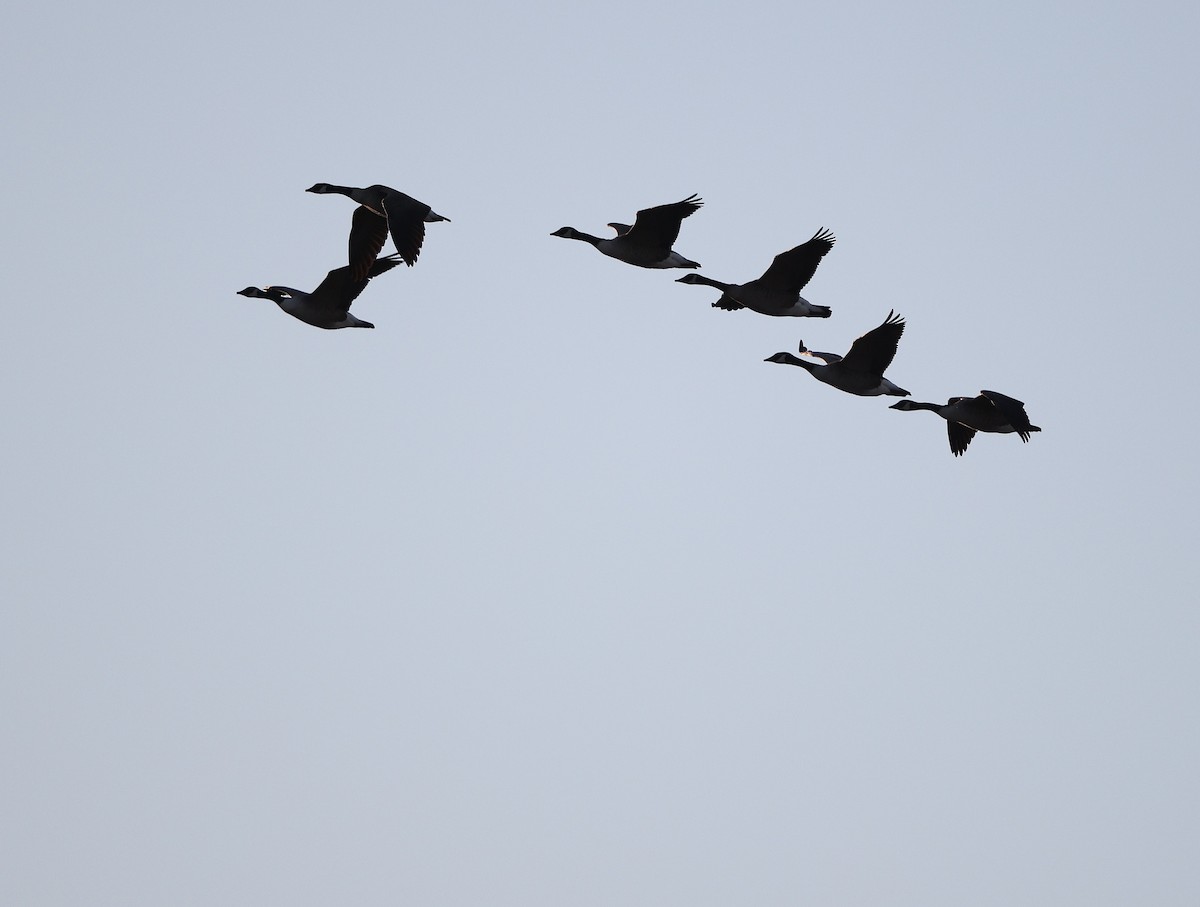 Canada Goose - ML647031170