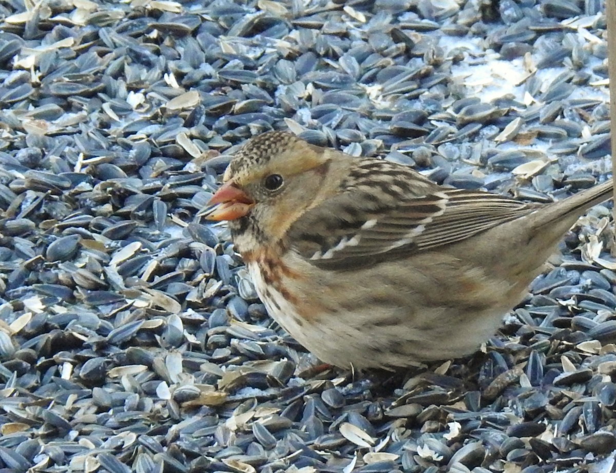 granspurv - ML647031171