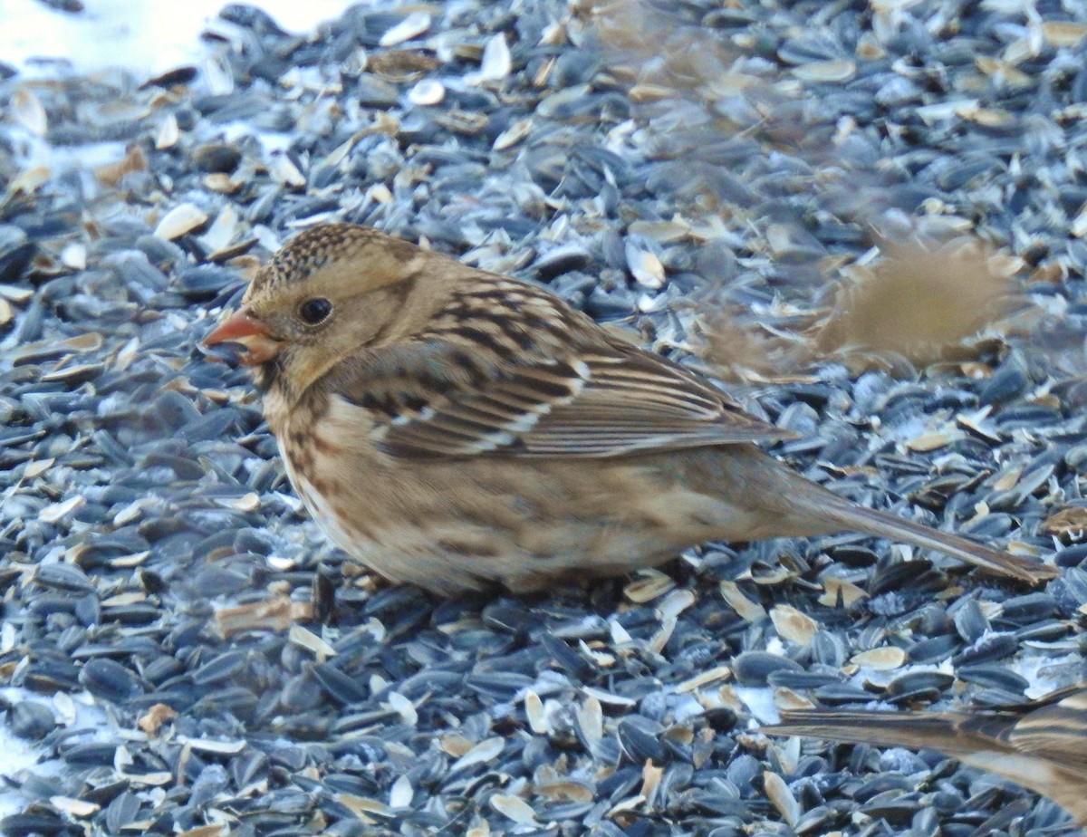 granspurv - ML647031172