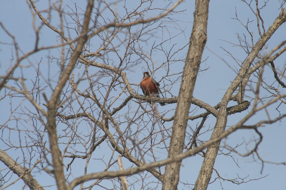 Merle d'Amérique - ML647031174