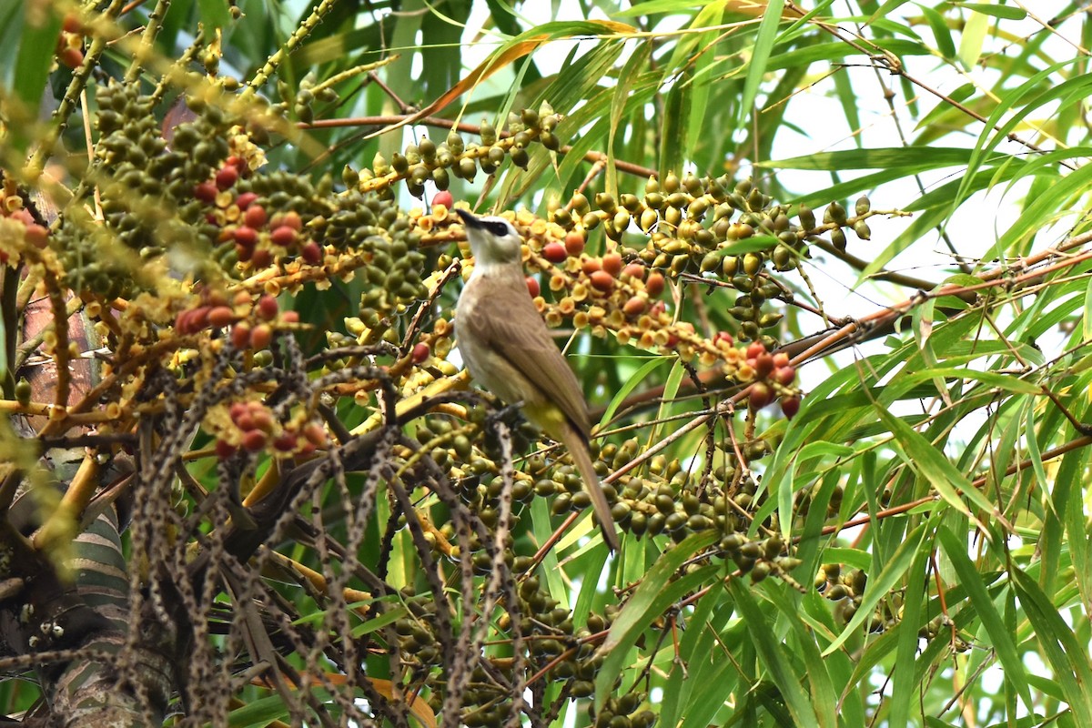 Yellow-vented Bulbul - ML647031176