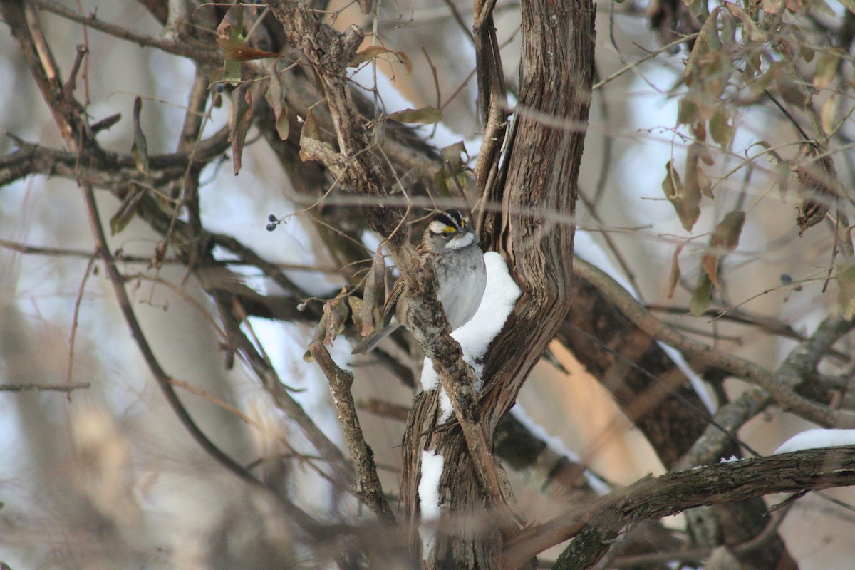 גיבתונית לבנת-גרון - ML647031203