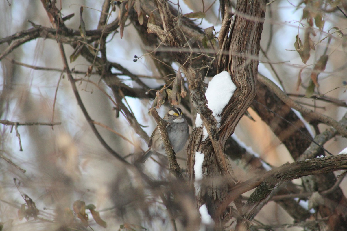 גיבתונית לבנת-גרון - ML647031204