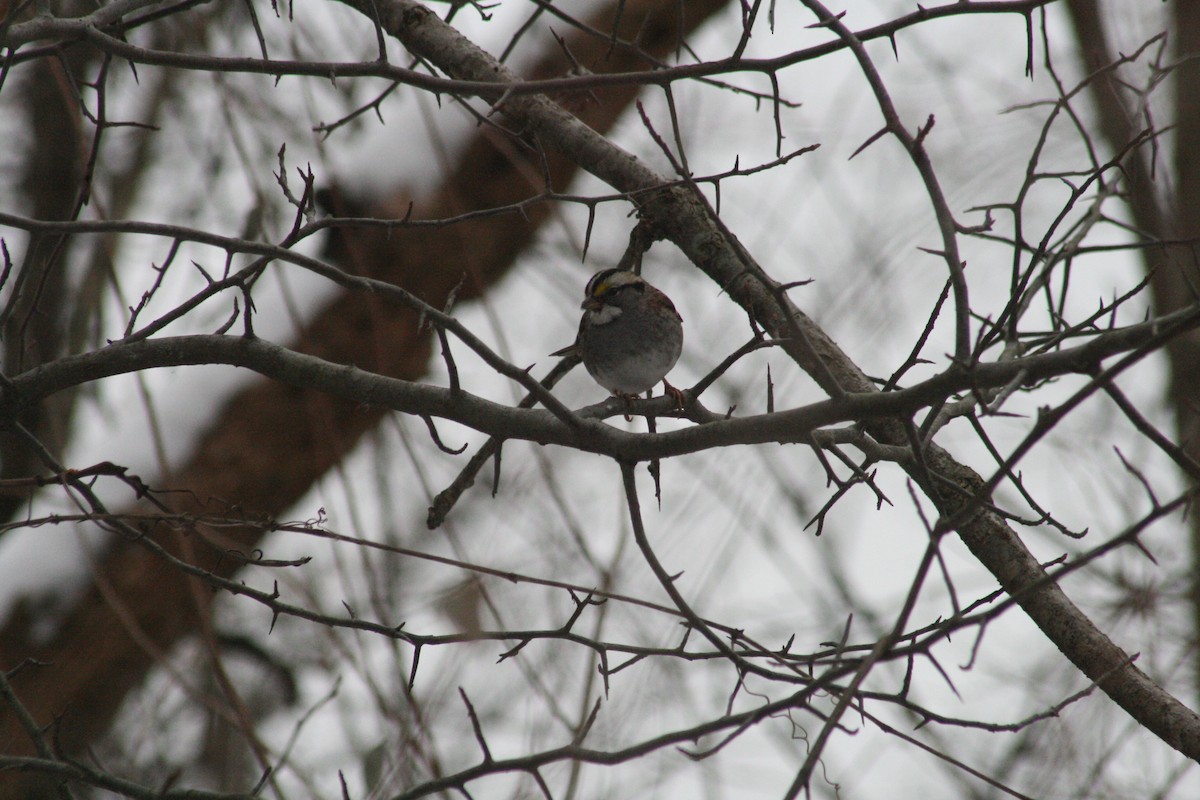 גיבתונית לבנת-גרון - ML647031205