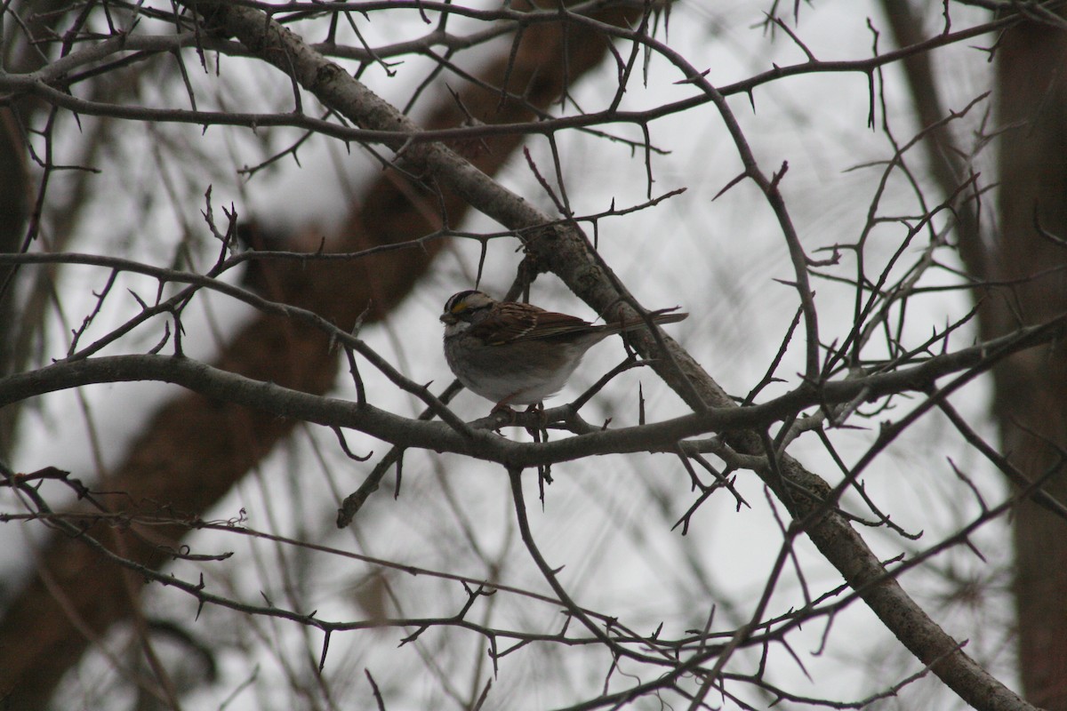 גיבתונית לבנת-גרון - ML647031206