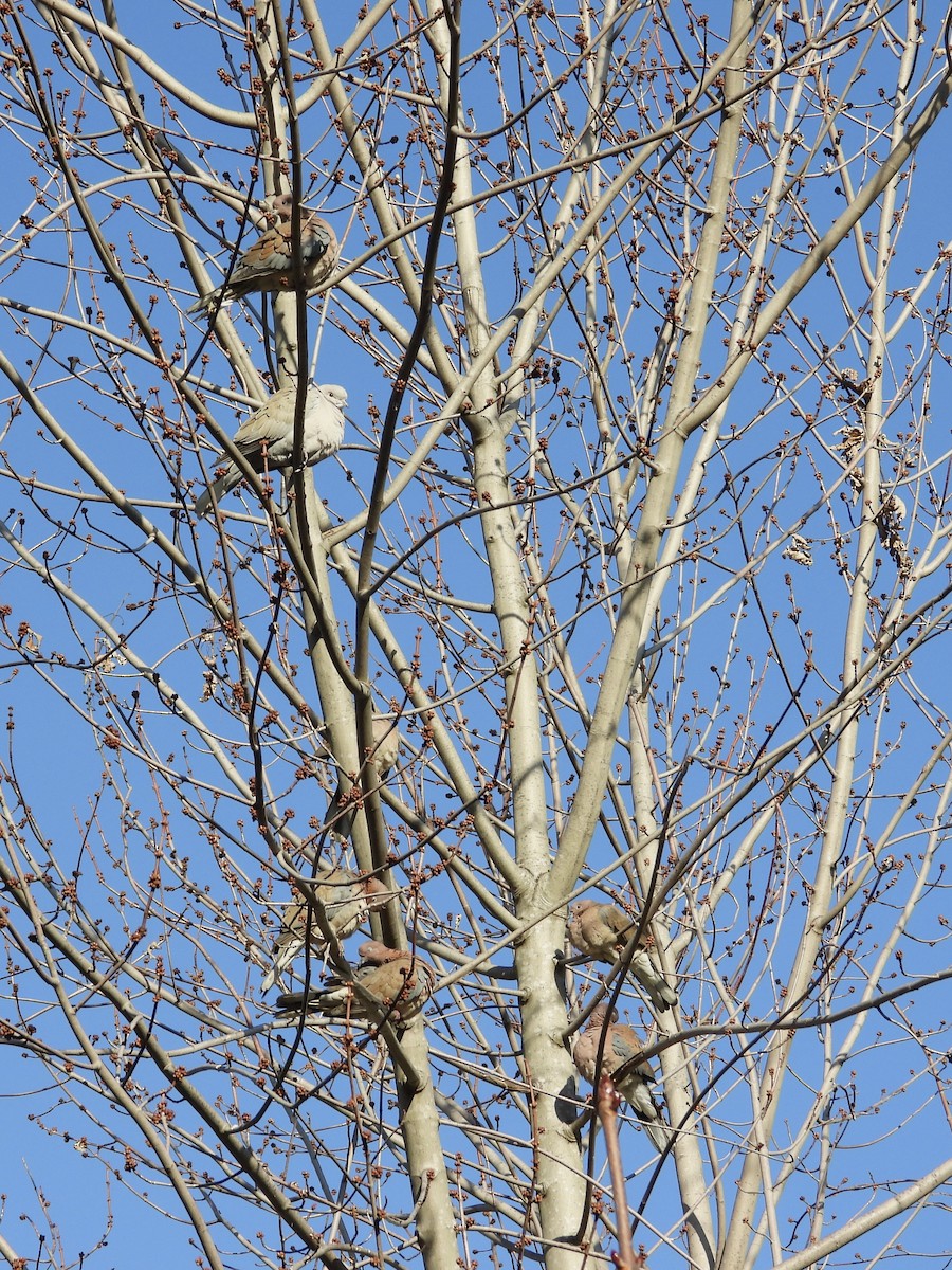 ワライバト - ML647031221