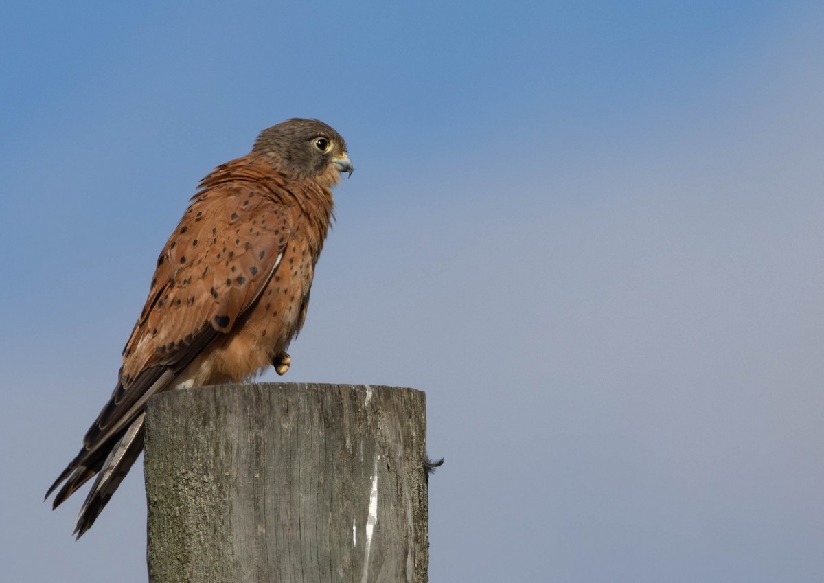 poštolka jihoafrická - ML647031228