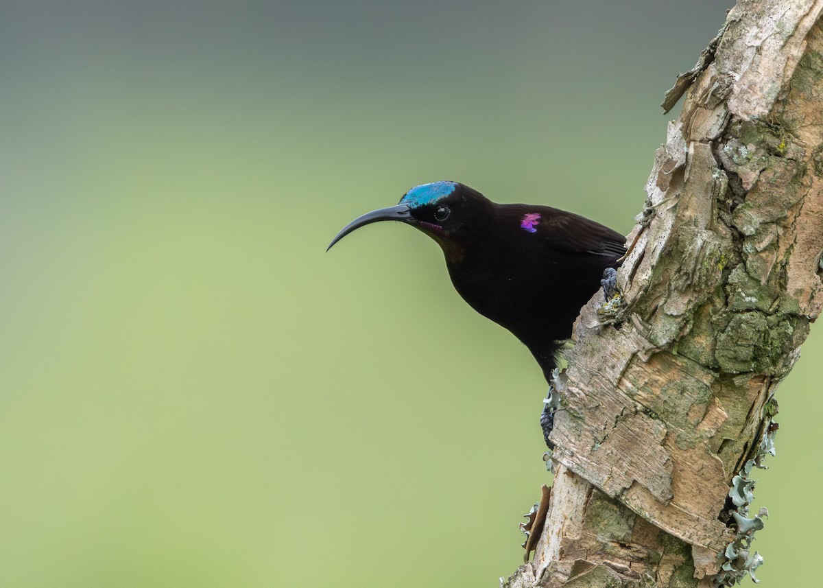 Amethyst Sunbird - ML647031257