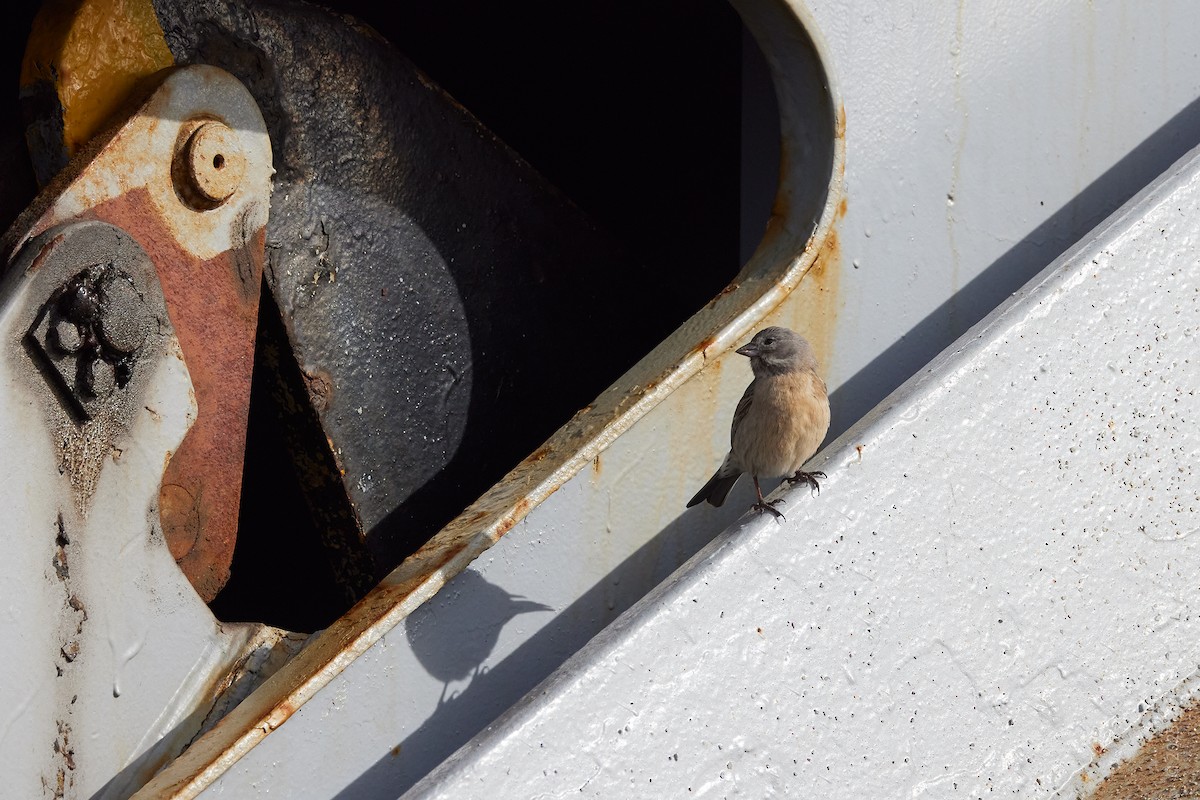 Gray-hooded Sierra Finch - ML647031267