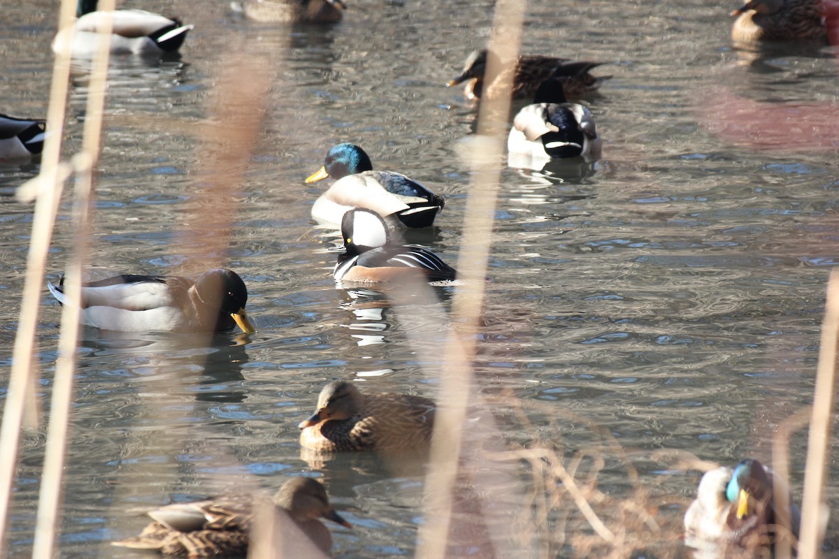 Hooded Merganser - ML647031269