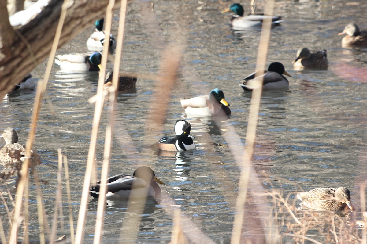 Hooded Merganser - ML647031270