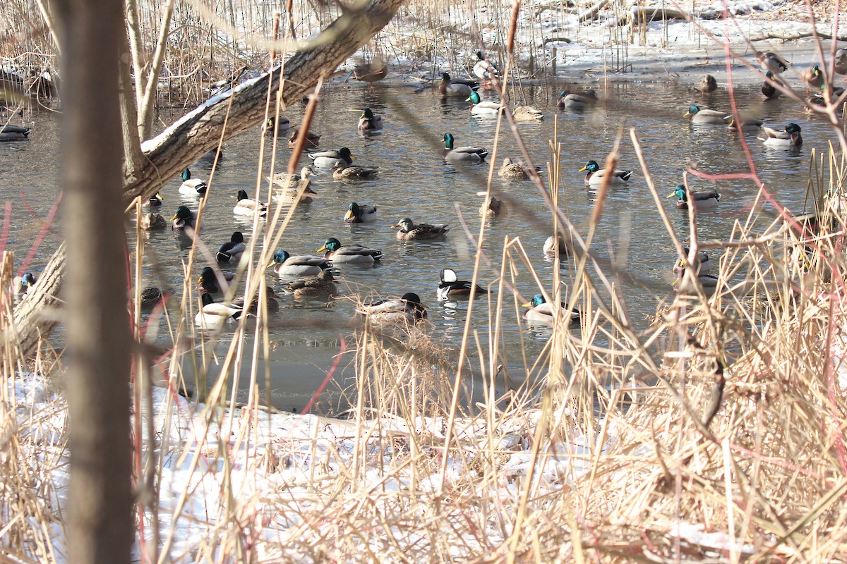Hooded Merganser - ML647031271