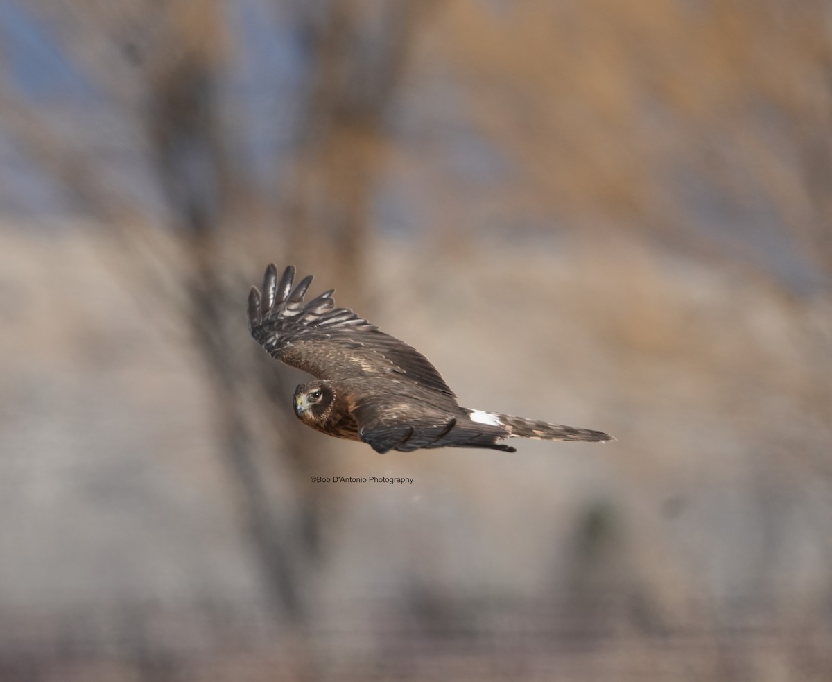 moták severoamerický - ML647031284