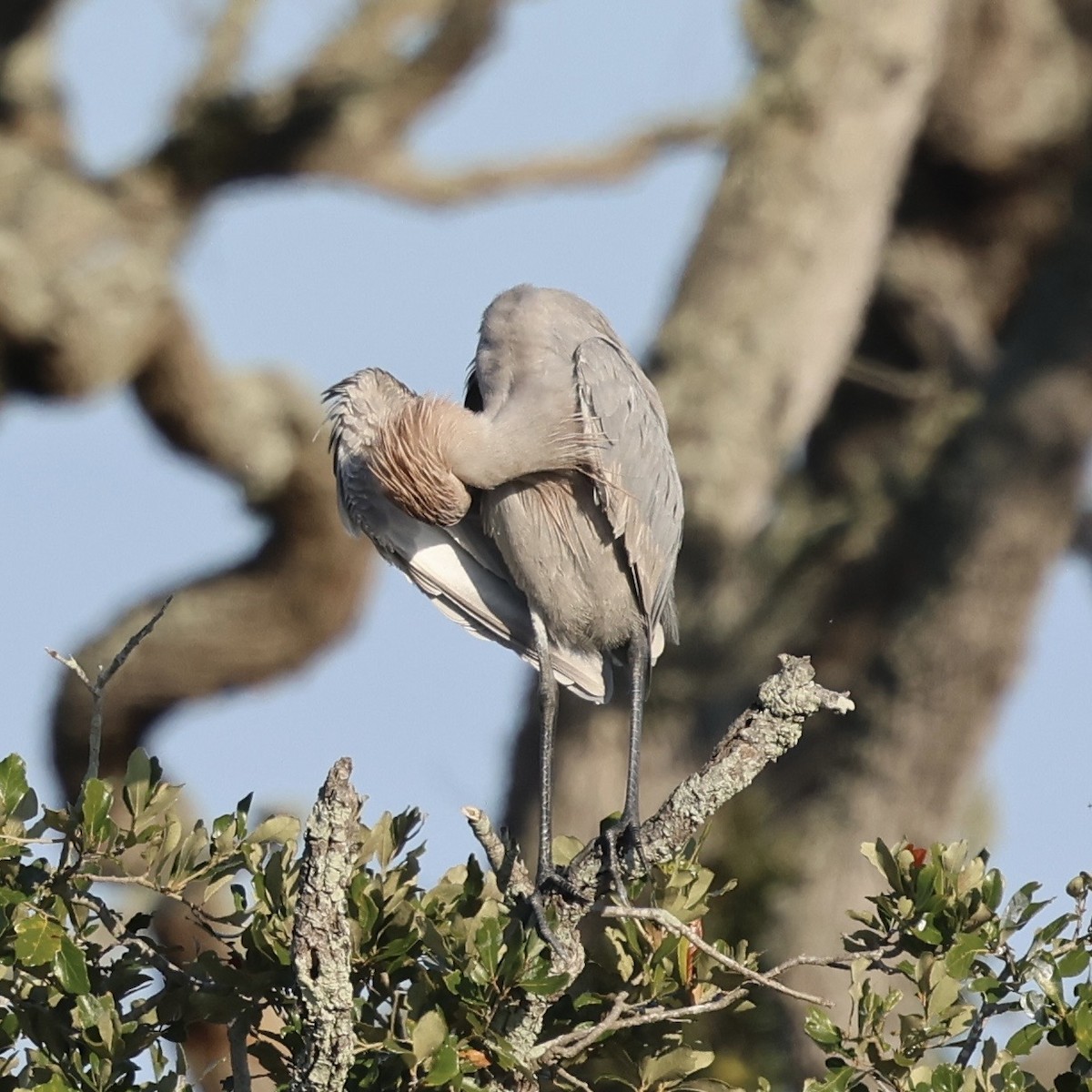 Рыжеватая цапля - ML647031289